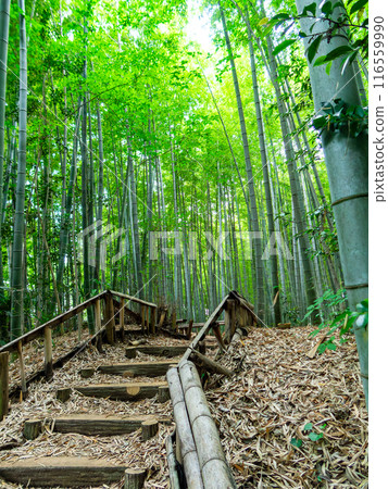 Beautiful view of bamboo forest in early summer Fresh green and new shoots and bamboo shoots Beautiful view of bamboo forest in early summer Fresh green and new shoots and bamboo shoots 116559990