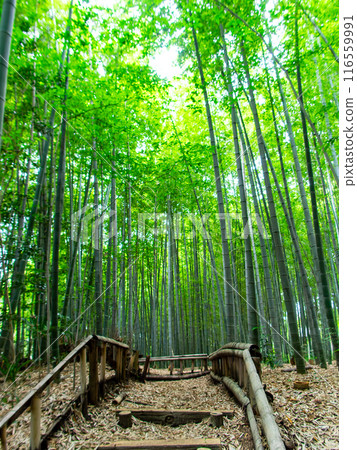 Beautiful view of bamboo forest in early summer Fresh green and new shoots and bamboo shoots Beautiful view of bamboo forest in early summer Fresh green and new shoots and bamboo shoots 116559991
