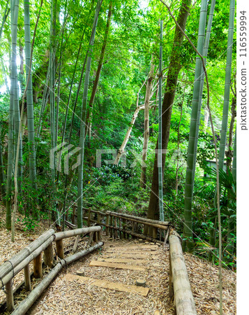 美麗的景色,在初夏的竹林新鮮的綠色和新芽和筍 美麗的景色,在初夏的竹林新鮮的綠色和新芽和筍 116559994