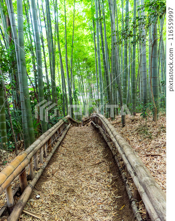 美麗的景色，在初夏的竹林新鮮的綠色和新芽和筍 116559997