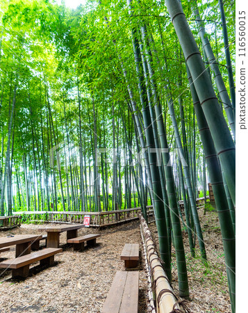 美麗的景色,在初夏的竹林新鮮的綠色和新芽和筍 美麗的景色,在初夏的竹林新鮮的綠色和新芽和筍 116560015