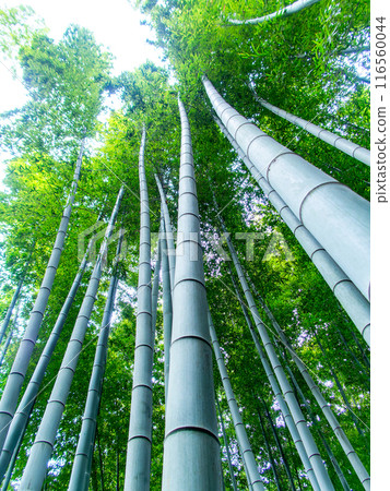美麗的景色,在初夏的竹林新鮮的綠色和新芽和筍 美麗的景色,在初夏的竹林新鮮的綠色和新芽和筍 116560044