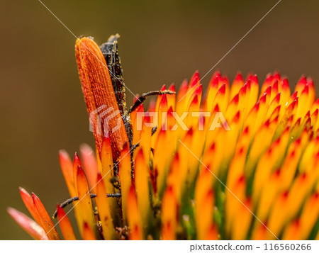 Common Red Soldier Beetle diving in echinacea flower head 116560266