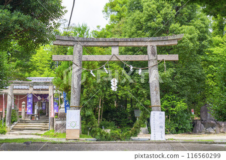 Kyoto Takigi Shrine: Passing through the cedar ring Kyoto Takigi Shrine: Passing through the cedar ring 116560299