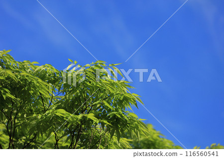 Fresh greenery and blue sky (Asutamurando Tokushima) Zelkova 116560541