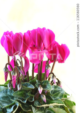 粉紅色仙客來明亮的背景 116560560