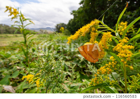 Affiliation 116560583