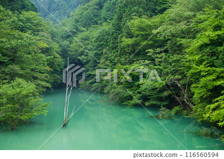清晨平靜的湖面 清晨平靜的湖面 116560594