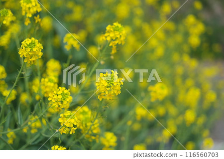 Yellow rape blossoms are blooming 116560703