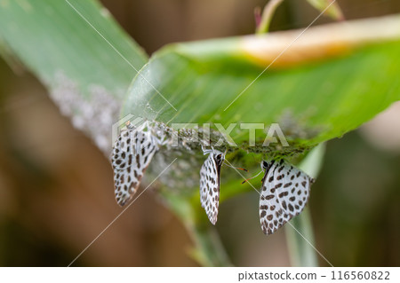 鵝清水 鵝清水 116560822