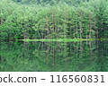 Shrine pond 116560831