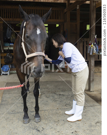 Veterinarian examining a horse 116560933