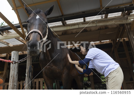 Veterinarian examining a horse 116560935