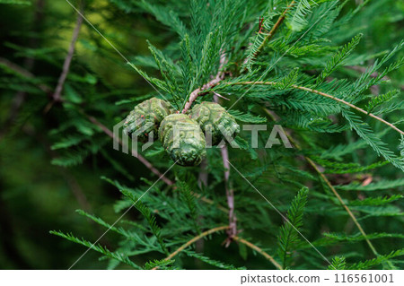 Bald cypress fruit 116561001