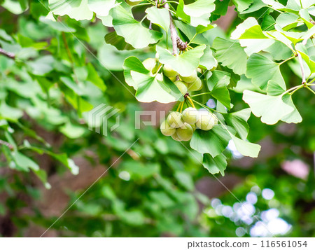 A fresh, green landscape and ripening ginkgo nuts 116561054