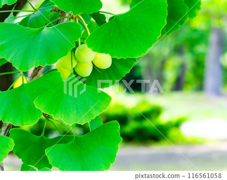 新鮮的綠色植物和已經開始成熟的銀杏漿果的景色 116561058