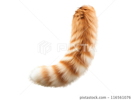 Cat parts: tail (transparent photo) Cat parts: tail (transparent photo) 116561076