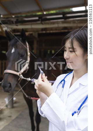 Veterinarian examining a horse Veterinarian examining a horse 116561113