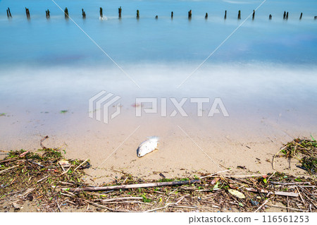 夏季,一張被沖上琵琶湖岸邊的死魚的長時間曝光照片。 夏季,一張被沖上琵琶湖岸邊的死魚的長時間曝光照片。 116561253