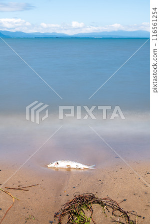 夏季,一張被沖上琵琶湖岸邊的死魚的長時間曝光照片。 夏季,一張被沖上琵琶湖岸邊的死魚的長時間曝光照片。 116561254