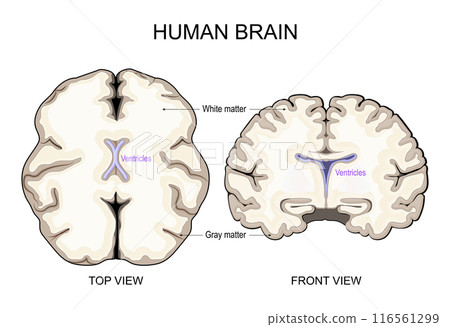 Brain anatomy. White Matter and Gray Matter. Cerebral Cortex and Brain Ventricles Brain anatomy. White Matter and Gray Matter. Cerebral Cortex and Brain Ventricles 116561299