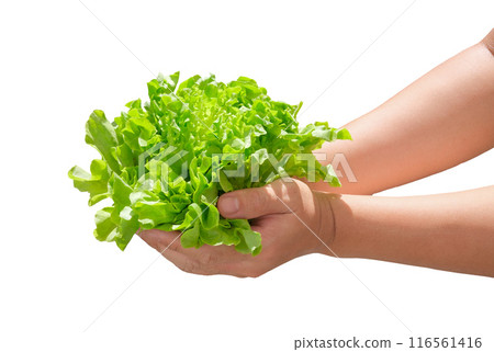 Farmer or worker crop fresh green oak lettuce 116561416
