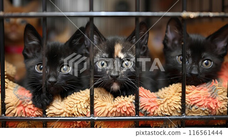Cute kitten with striking yellow eyes sits in a cage, its fluffy fur and playful demeanor captured in a close-up portrait 116561444