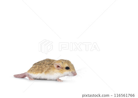 Fat tailed gerbil on white background Fat tailed gerbil on white background 116561766