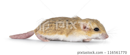 Fat tailed gerbil on white background Fat tailed gerbil on white background 116561770
