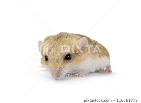 Fat tailed gerbil on white background Fat tailed gerbil on white background 116561772