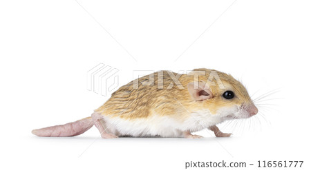 Fat tailed gerbil on white background 116561777