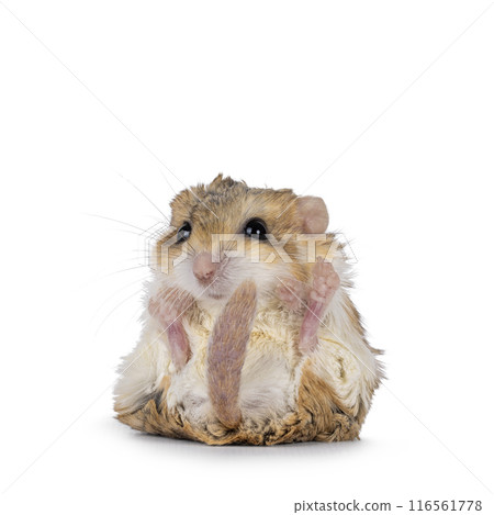 Fat tailed gerbil on white background Fat tailed gerbil on white background 116561778