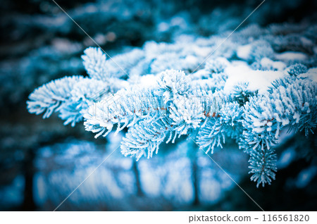 Winter frost on spruce tree  close-up . 116561820