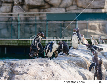 Penguin Penguin 116561878