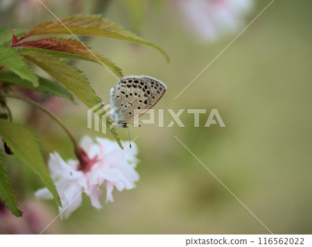 A lycaenid butterfly resting on the pink "Mandarin Duck" cherry blossoms that bloomed in April 116562022