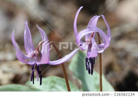 Dogtooth violet flowers (Akagi Nature Park/Shibukawa City, Gunma Prefecture) Dogtooth violet flowers (Akagi Nature Park/Shibukawa City, Gunma Prefecture) 116562134