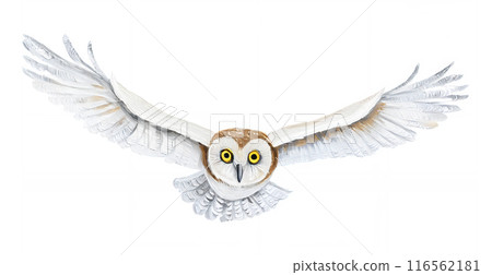 Oil painting, analog touch, hand-drawn style owl, flapping wings, flying barn owl illustration Oil painting, analog touch, hand-drawn style owl, flapping wings, flying barn owl illustration 116562181