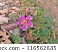 purple flower in the garden 116562885