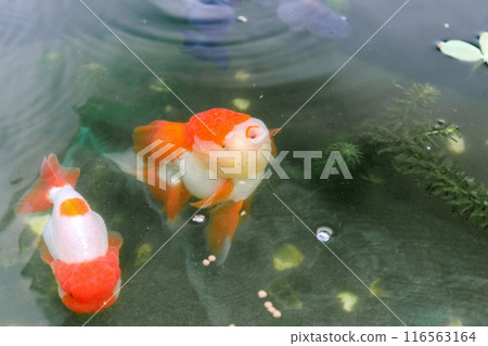 Goldfish in aquarium fish pond close up 116563164