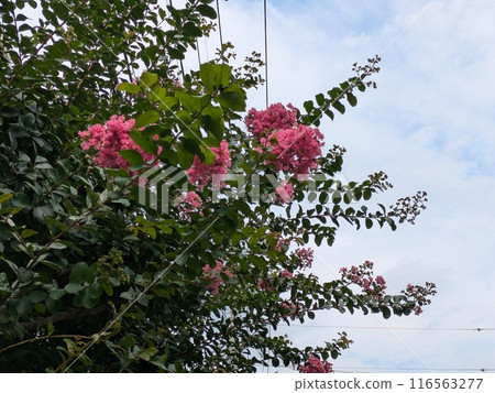 Pink crape myrtle flowers blooming in a park in early summer 116563277