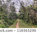 path in the forest 116563290