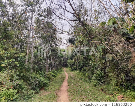 path in the forest 116563290