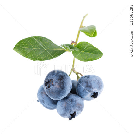 Blueberry branch isolated on white background. Bilberry or whortleberry with green leaves. Clipping path. Blueberry branch isolated on white background. Bilberry or whortleberry with green leaves. Clipping path. 116563298