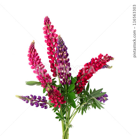 Bouquet of colorful lupine flowers, isolated on white background. Bunch of lupines, spring flower. Bouquet of colorful lupine flowers, isolated on white background. Bunch of lupines, spring flower. 116563303