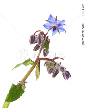 Borage flowers isolated on white background. Borago officinalis bush. Clipping path. 116563304