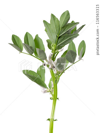 Green bush of fava beans with flowers, isolated on white background. Broad beans. Green bush of fava beans with flowers, isolated on white background. Broad beans. 116563315