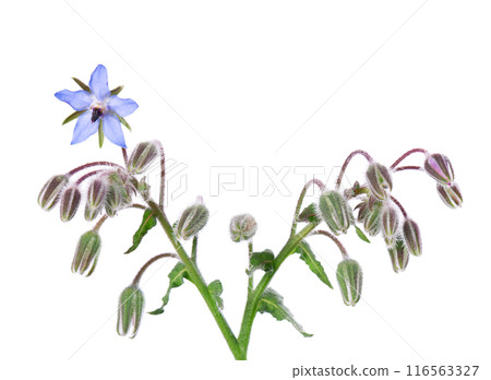 Borage flowers isolated on white background. Borago officinalis bush. Clipping path. Borage flowers isolated on white background. Borago officinalis bush. Clipping path. 116563327