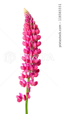 Pink lupine flower isolated on white background. Bunch of colorful lupines, spring flower. 116563331