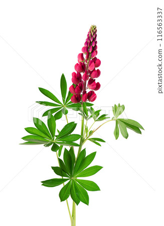 Red lupine flower isolated on white background. Bunch of colorful lupines, spring flower. Red lupine flower isolated on white background. Bunch of colorful lupines, spring flower. 116563337