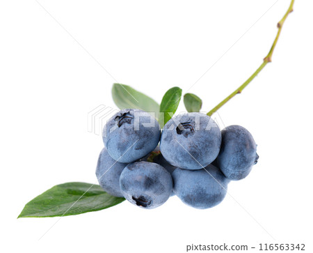 Blueberry branch isolated on white background. Bilberry or whortleberry with green leaves. Clipping path. 116563342